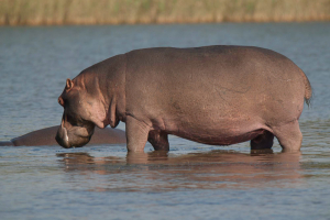 Hippos Of Lake Bambalang Tour Packages